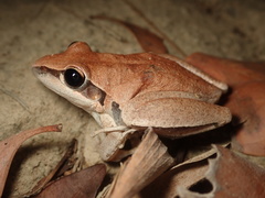 Litoria nigrofrenata