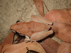 Litoria nigrofrenata