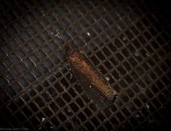 Cryptaspasma sordida