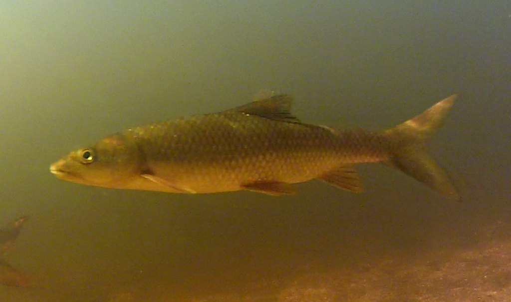 Clanwilliam Yellowfish