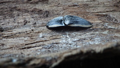 Chalcolepidius rugatus