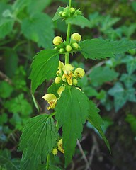 Lamium galeobdolon montanum