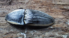 Chalcolepidius rugatus