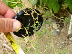 Descurainia nuttallii