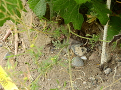 Descurainia nuttallii