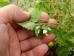 Solanum tweedianum