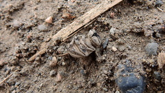 Omorgus pastillarius