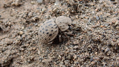 Omorgus pastillarius