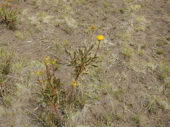 Grindelia chiloensis