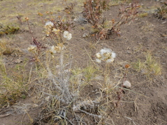Senecio filaginoides