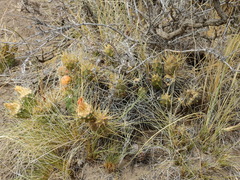 Maihueniopsis