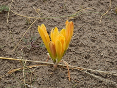 Zephyranthes gilliesiana