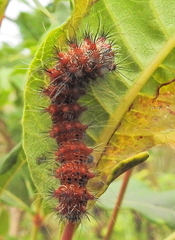 Holocerina smilax