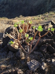 Euphorbia atropurpurea