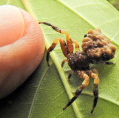 Phrynarachne rugosa