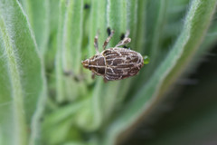 Mogulones geographicus