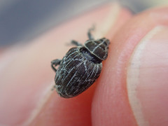 Mogulones geographicus