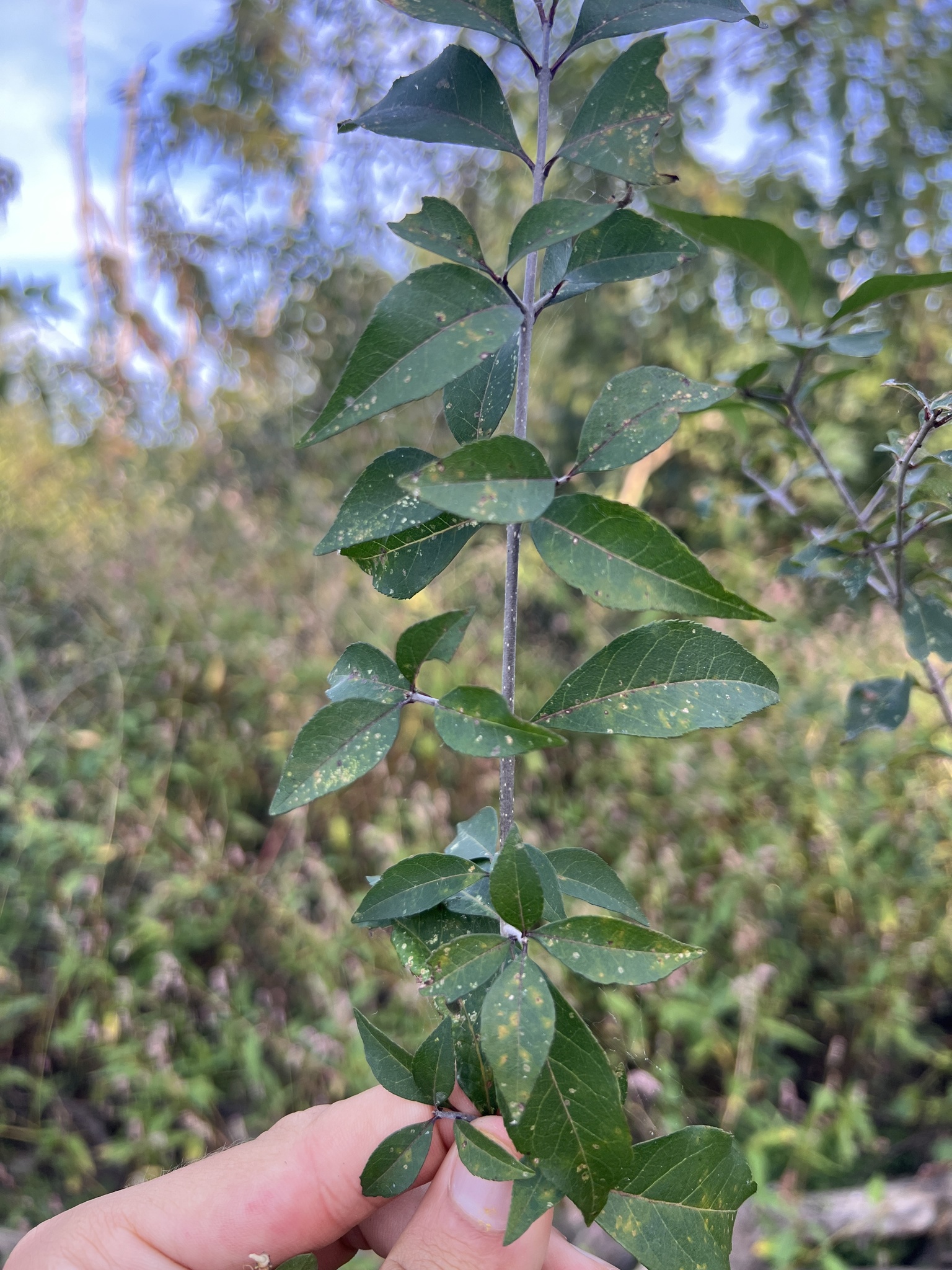 Eastern Swamp Privet (Forestiera acuminata)