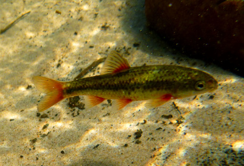 Fiery redfin (Pseudobarbus phlegethon) — Cyprinidae — 4
