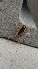 Apotetamenus clipeatus