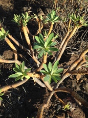 Euphorbia atropurpurea