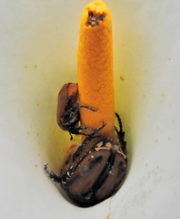 Trichostetha signata