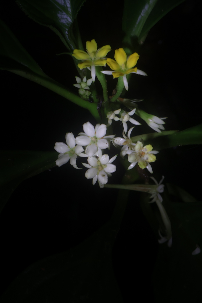 Pentaphragma grandiflorum (Pentaphragma grandiflorum)