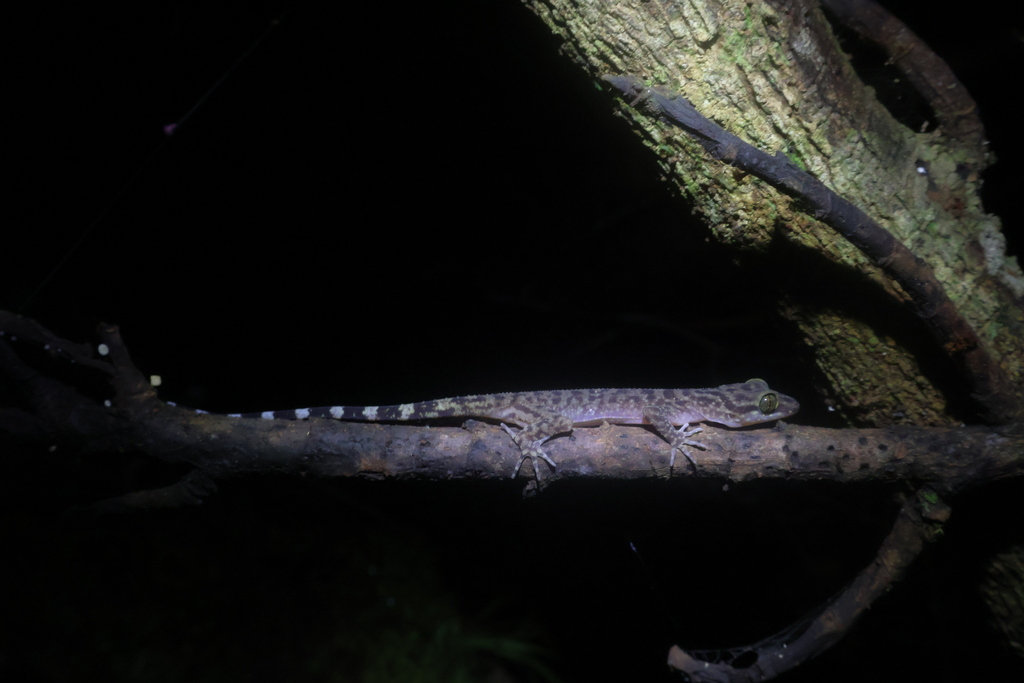 Papua Bow-fingered Gecko