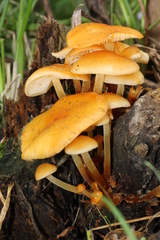 Flammulina mexicana