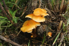 Flammulina mexicana