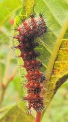 Holocerina smilax