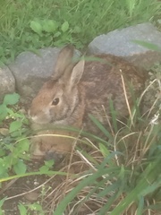 Sylvilagus floridanus
