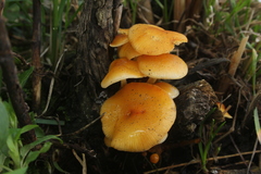 Flammulina mexicana