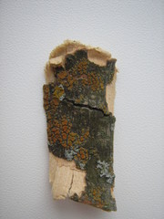 Athallia pyracea