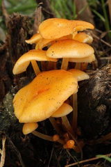 Flammulina mexicana