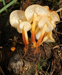 Flammulina mexicana