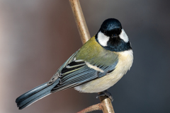 Parus minor