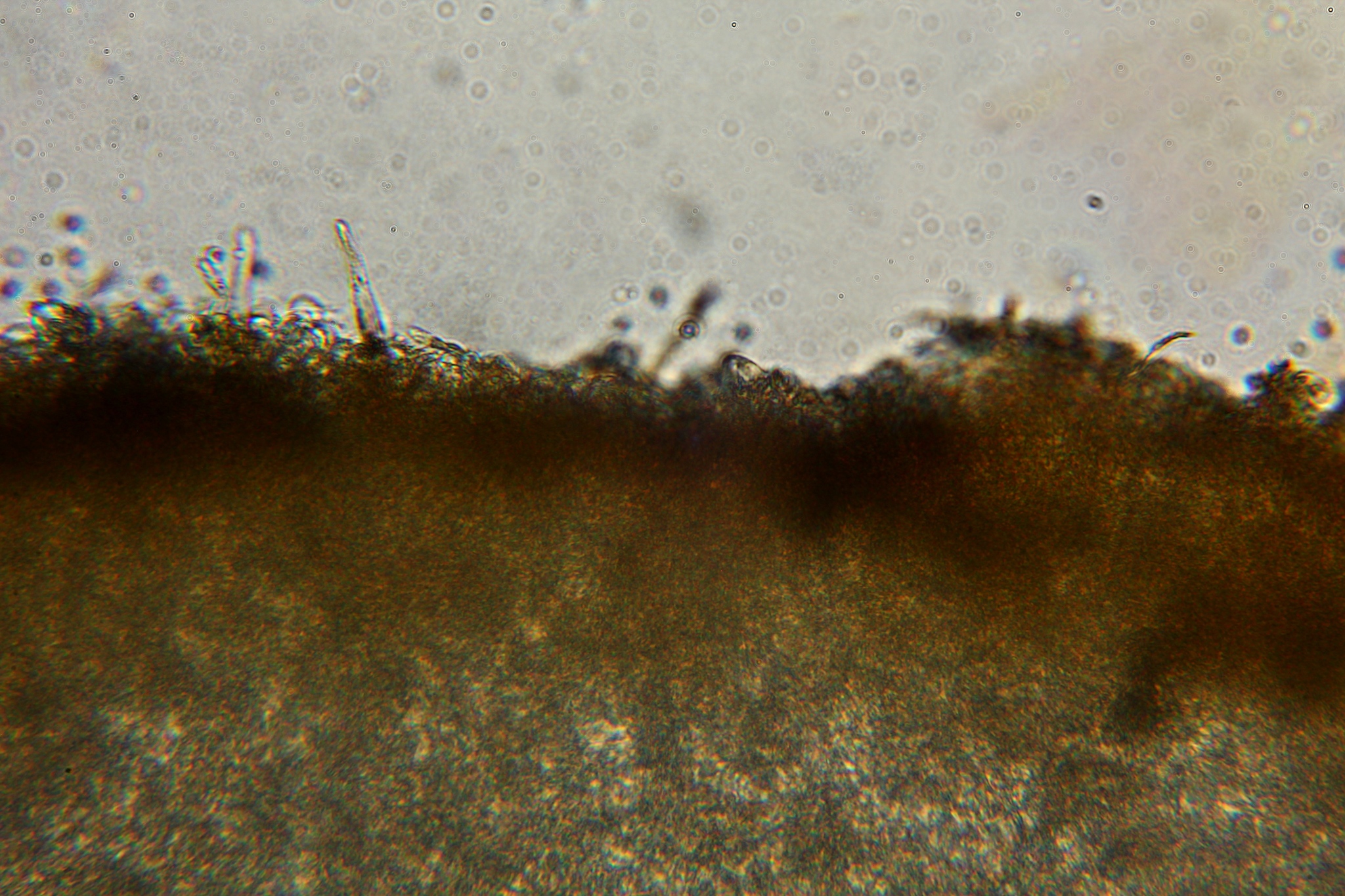 Flammulina mexicana image