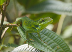 Anolis danieli