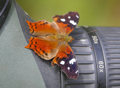Hypanartia trimaculata