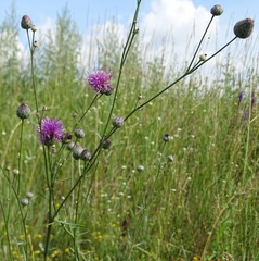 Centaurea scabiosa adpressa