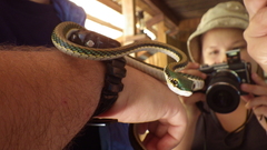 Leptophis mexicanus