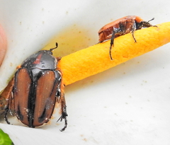 Trichostetha signata