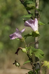 Calystegia × pulchra