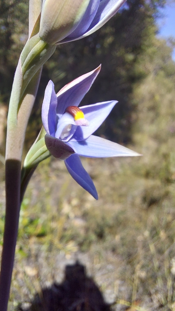 Thelymitra malvina