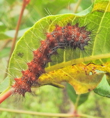 Holocerina smilax