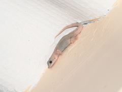 Phyllodactylus reissii