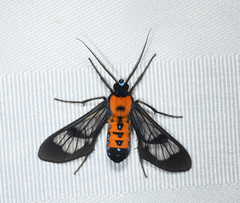 Sarosa notata
