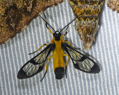 Cosmosoma stibosticta