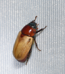 Cyclocephala melanocephala